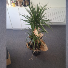 Dracena