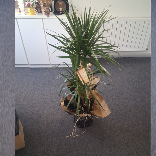 Dracena